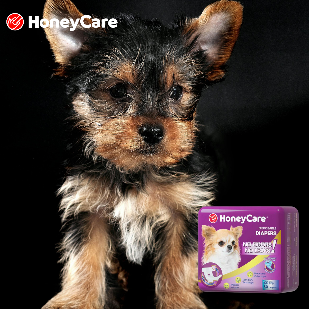 How Long Male Dogs Obsessed During Heat: What Pet Parents Need to Know