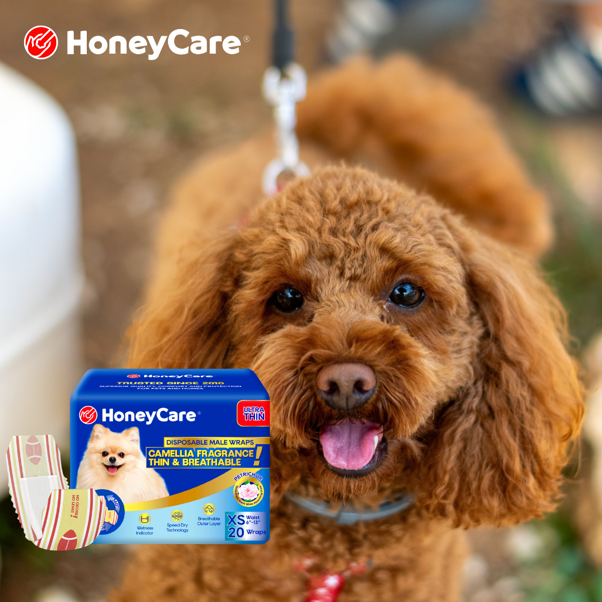 Cushing’s Disease in Dogs: Managing Urination