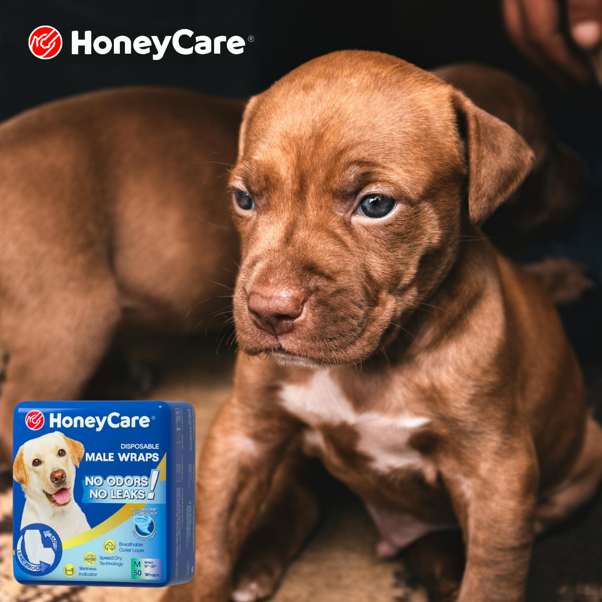 Eco Friendly Pet Diapers: Shocking Truths & Better Choices