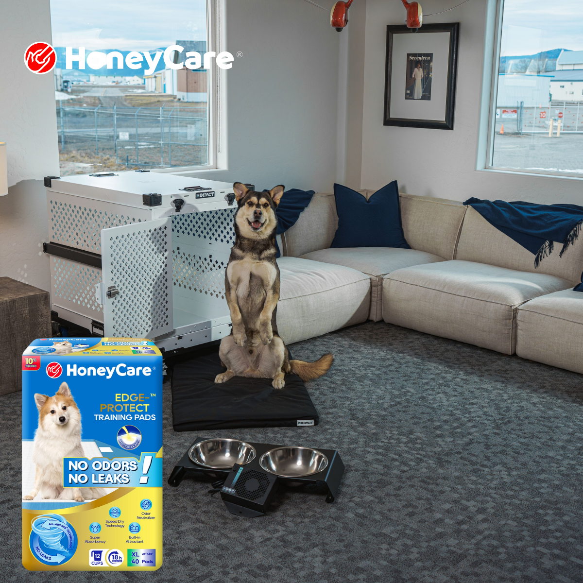 Clean Floor Under Dog Pee Pad: Safe Proven Tips