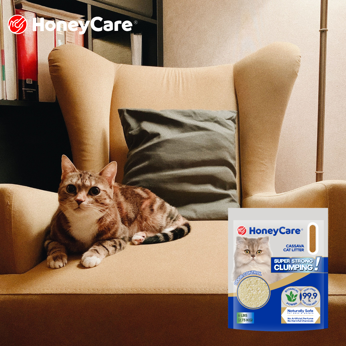 Cat Litter for Kittens: What to Consider Before Switching