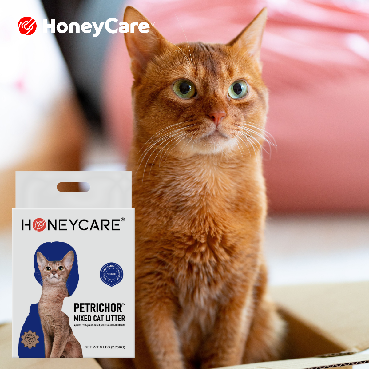 Best Cat Litter for Apartments: Odor, Dust, and Tracking Checklist