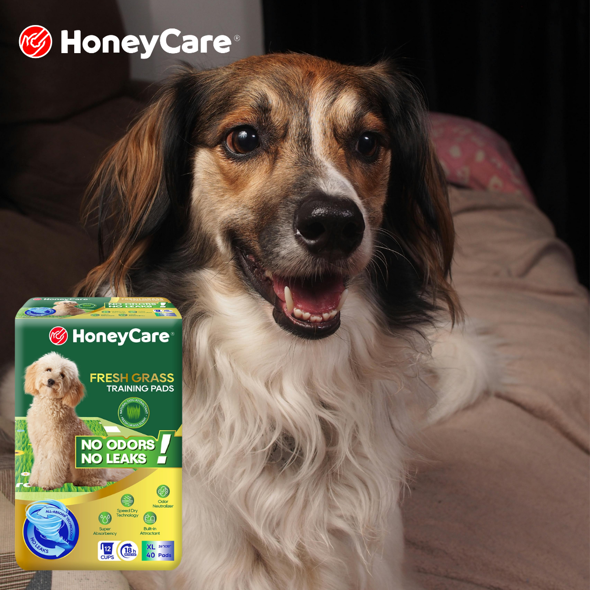 Dog Pee Pad vs Cat Pad: Shocking Truths & Best Fixes