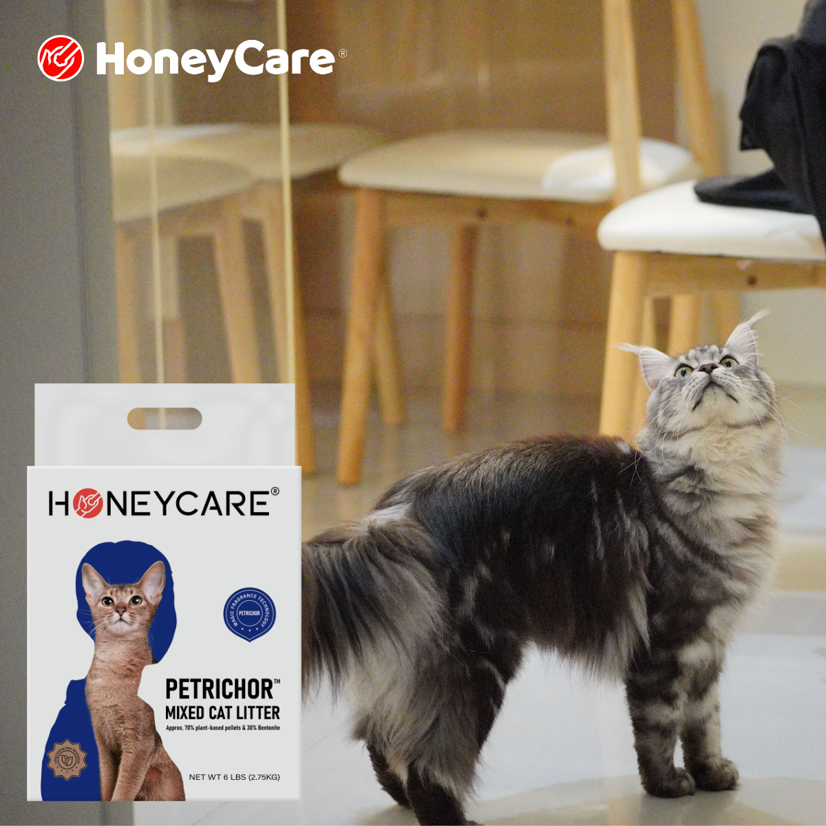 Dust-Free Cat Litter: What Cat Parents Should Know