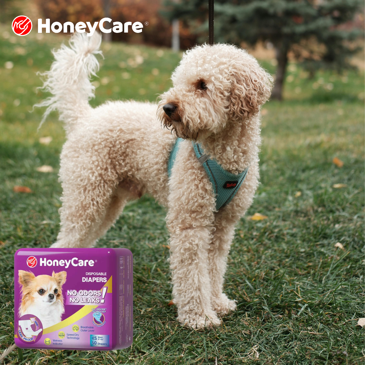 Dog Marking vs UTI: Urgent Signs & Proven Fixes