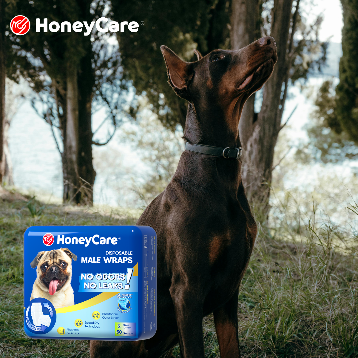 Male Dog Behavior During Heat: Why It Happens and Why It Feels So Extreme