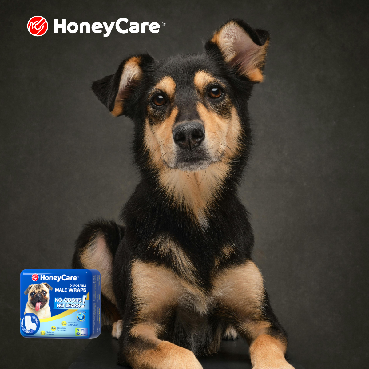Dog Diapers After Surgery: 8 Things Every Owner Must Know