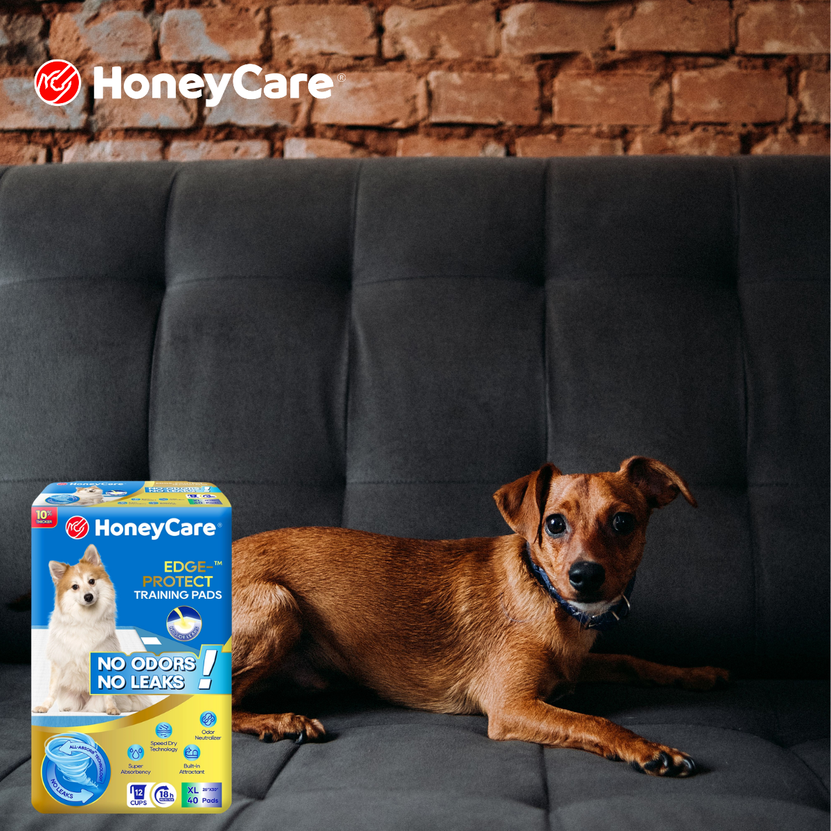 Where to Put Dog Pee Pad: Exact Best Spot Guide