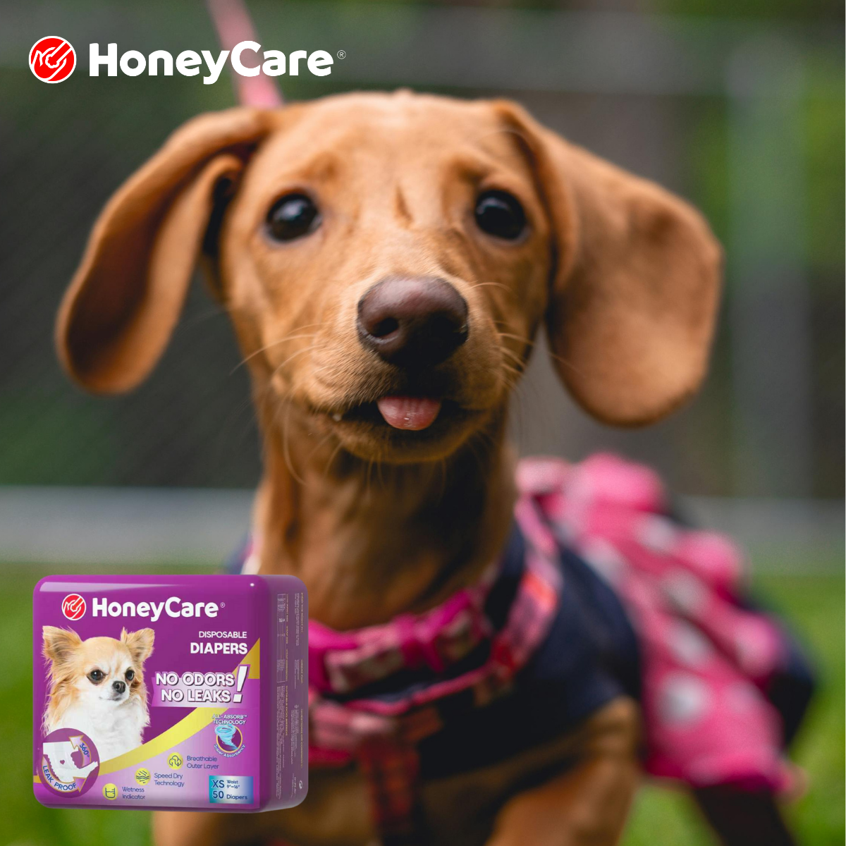 Clean During Dog Heat: 12 Powerful Tips for Zero Mess