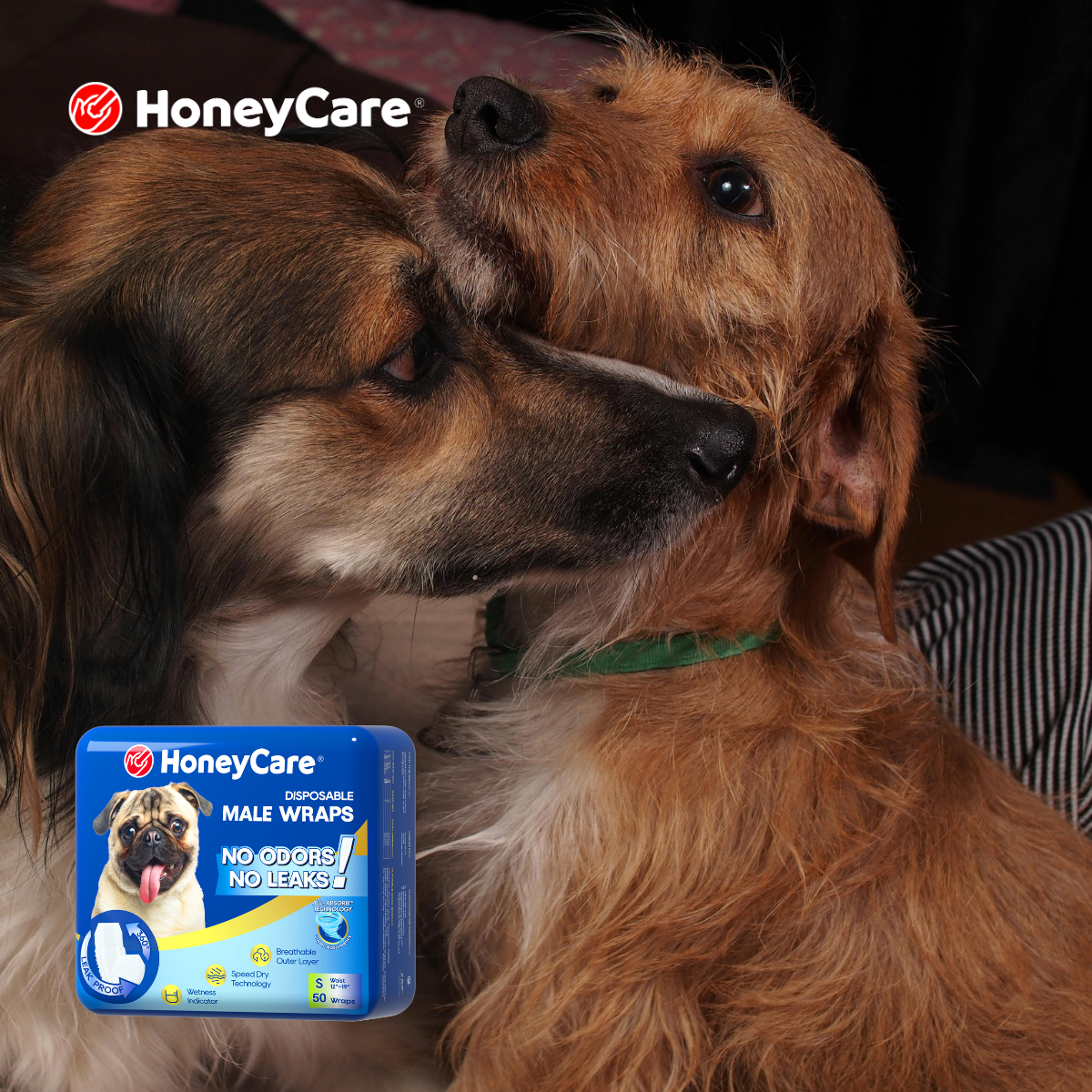 The Sighthound Struggle: Why Finding Wraps for Slim Dogs is a Challenge