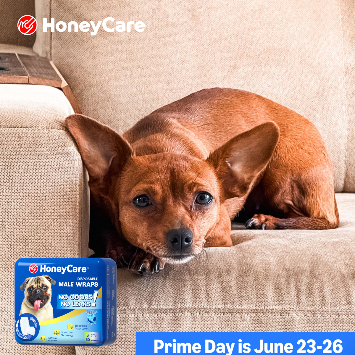 Dog Diapers for Dogs in Heat: Essential Clean Guide