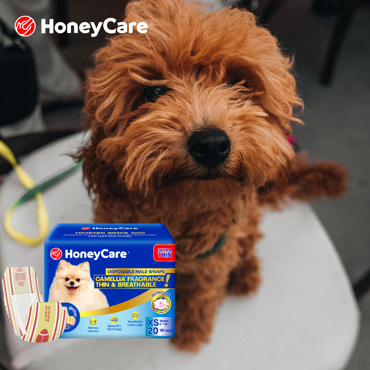 Post-Operative Bleeding in Dogs: Home Guide