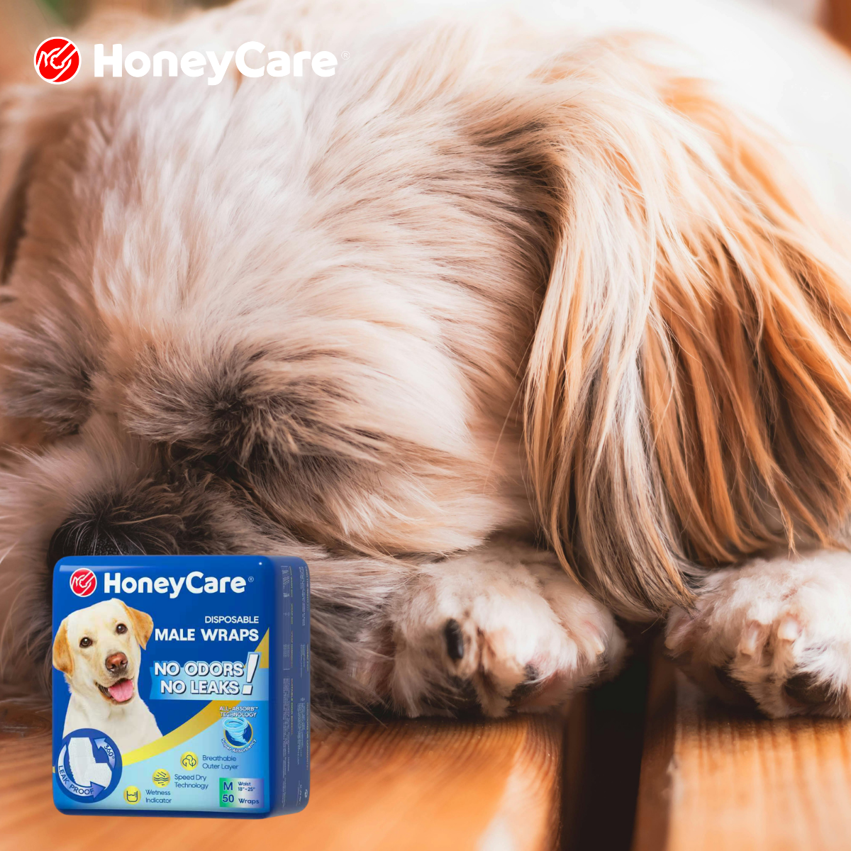 Canine Cognitive Dysfunction Poop Accidents: Proven Relief