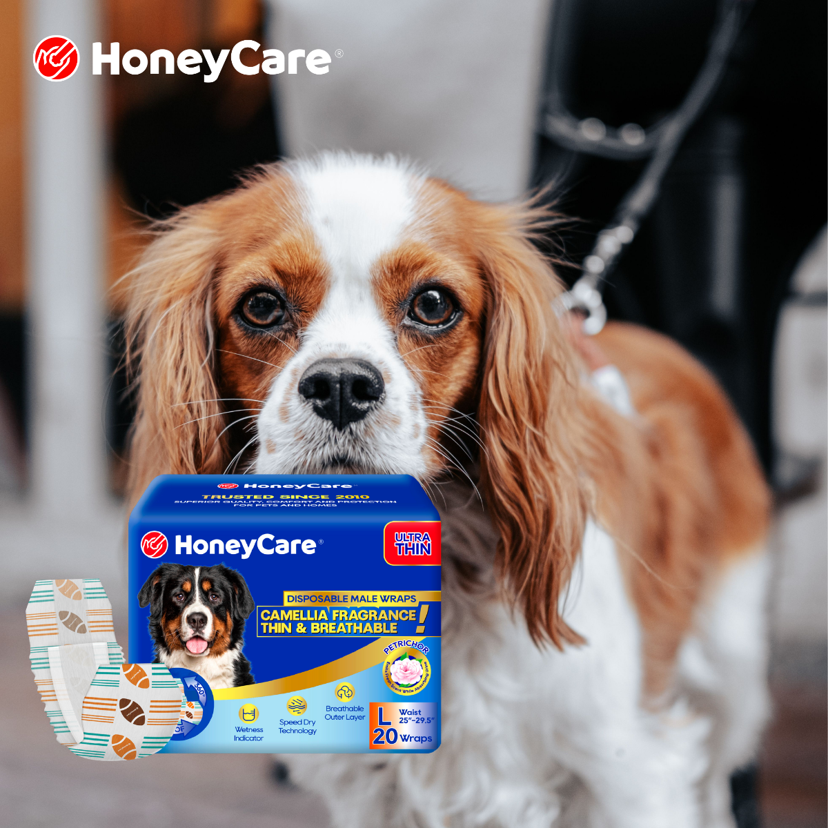 Senior Dog Incontinence FAQ: 25 Vet-Informed Answers