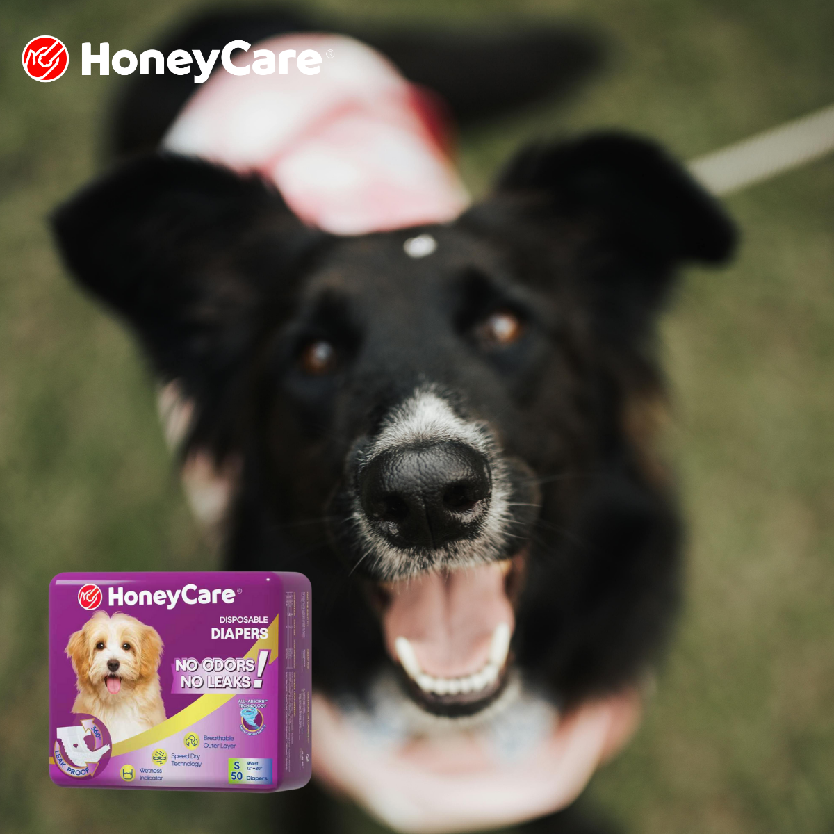 Do Dog Diapers Really Work During Heat?
