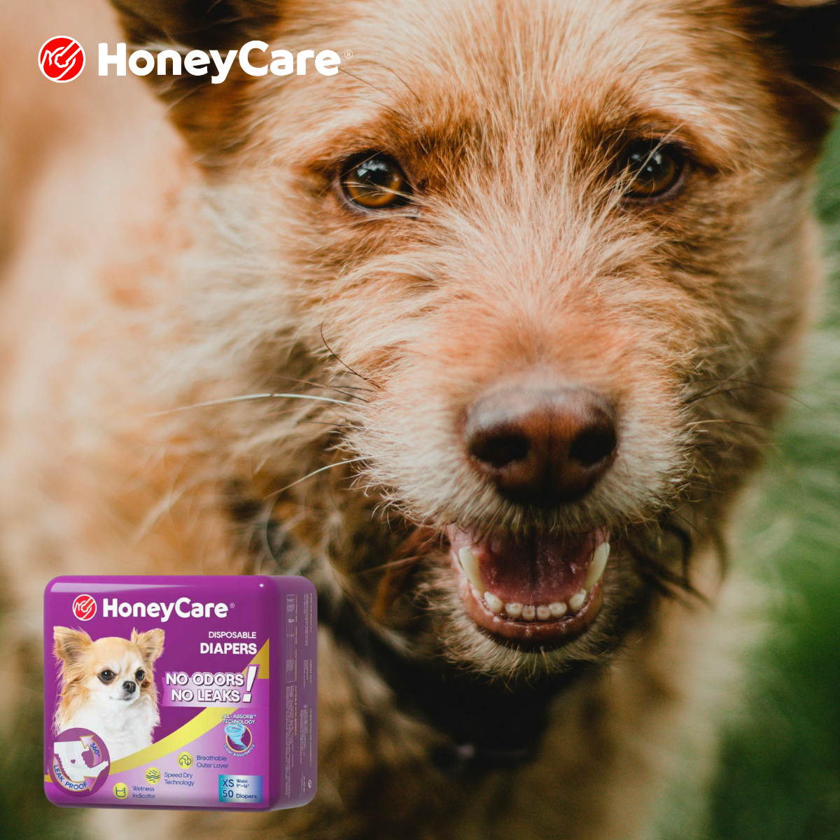 Dog Submissive Urination Male: Urgent Fixes to Stop Mess