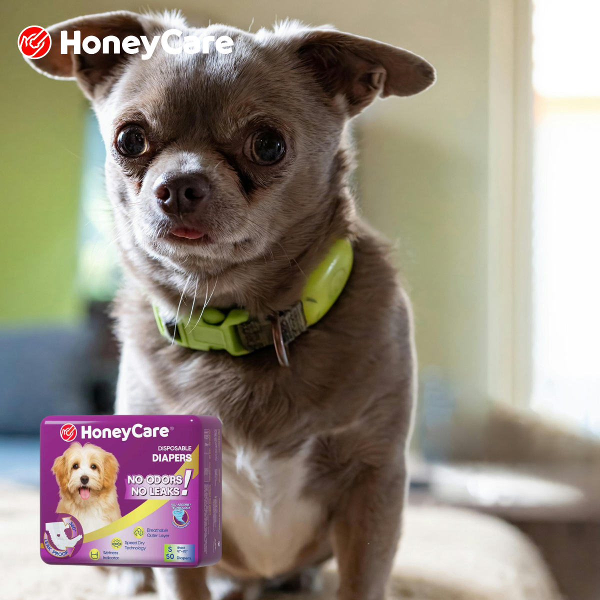 Dog Urinary Incontinence Causes: 8 Vital Signs to Watch