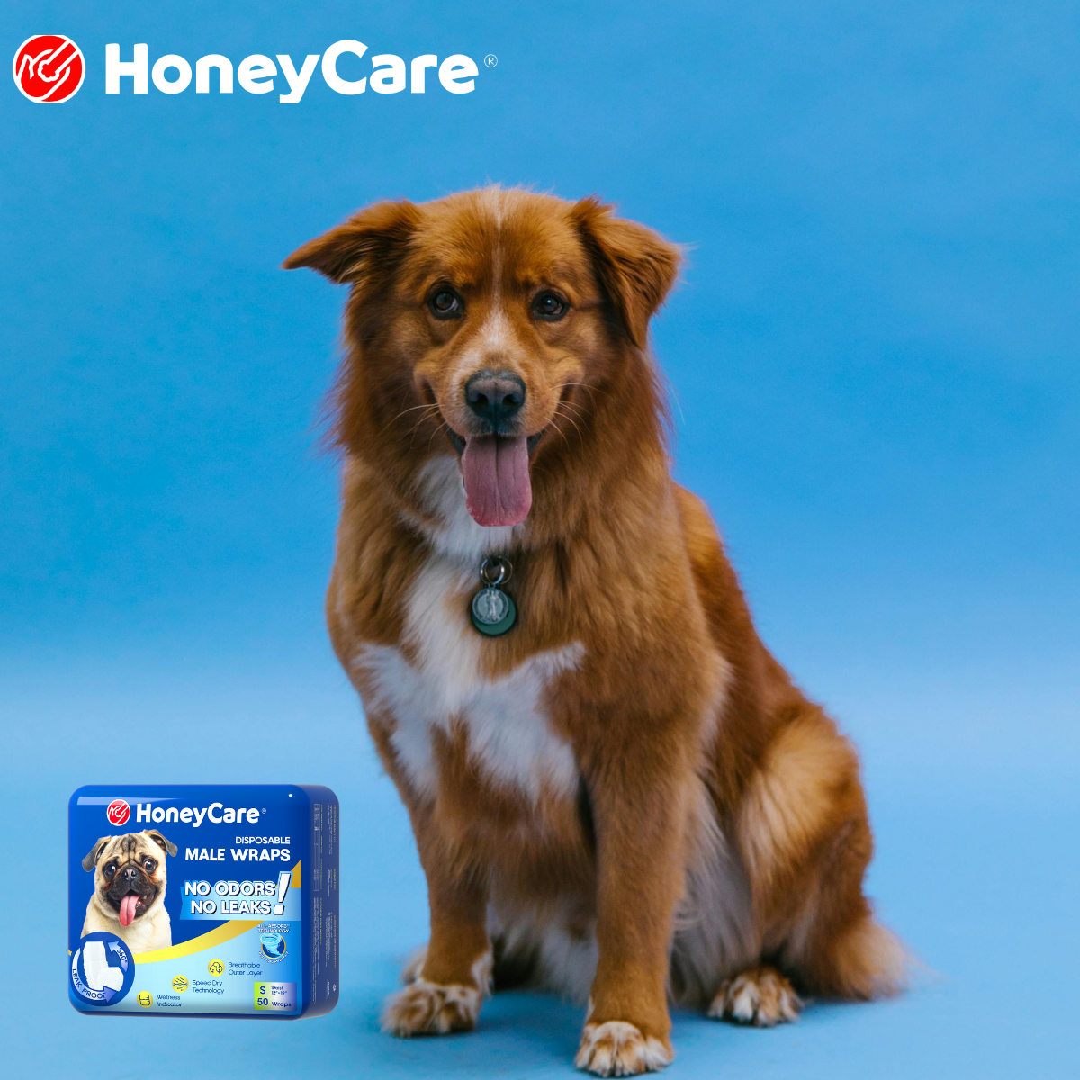 Overnight Dog Diapers: 11 Leak-Proof Ultimate Fixes