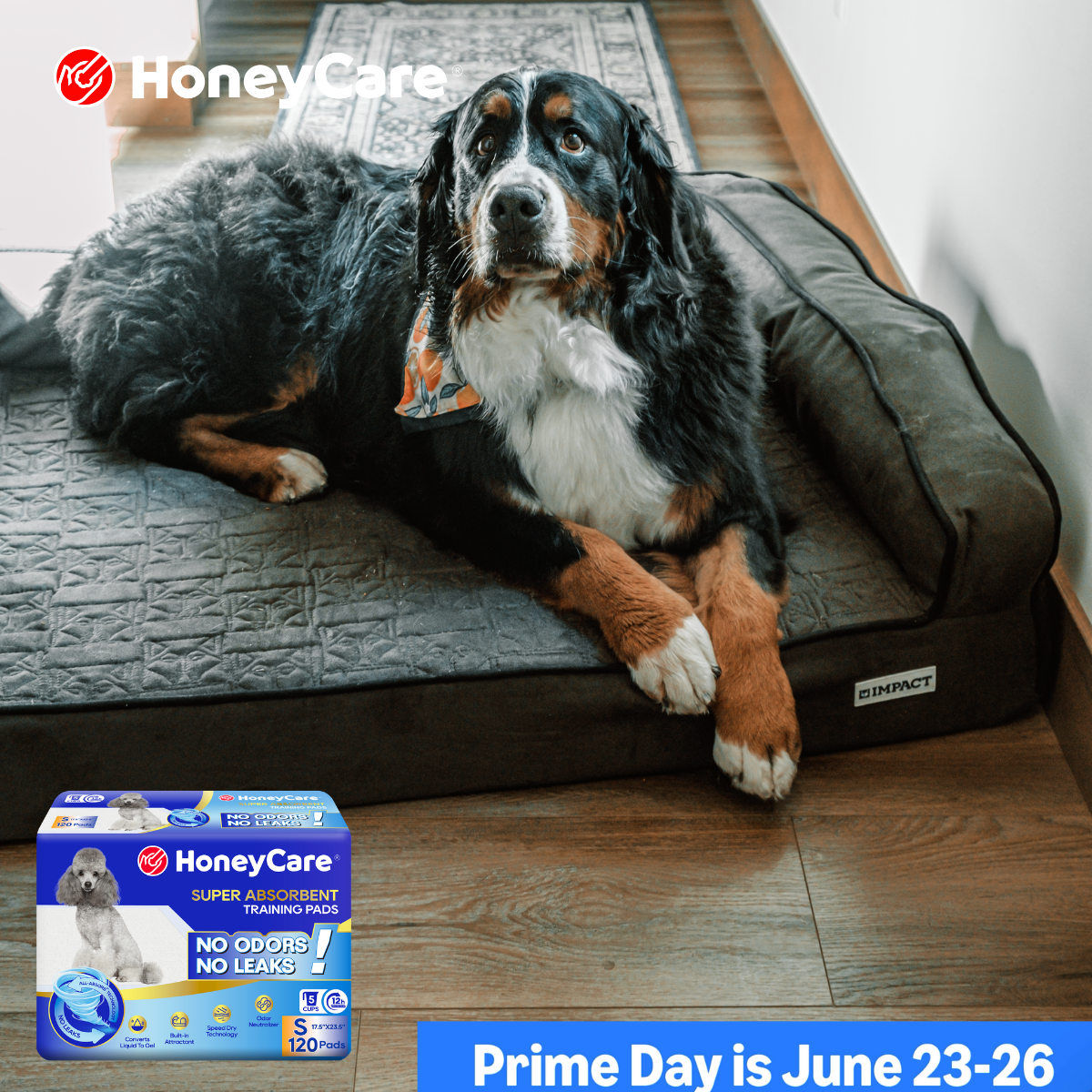 Best Dog Diapers for Senior Dogs: Gentle Care Guide