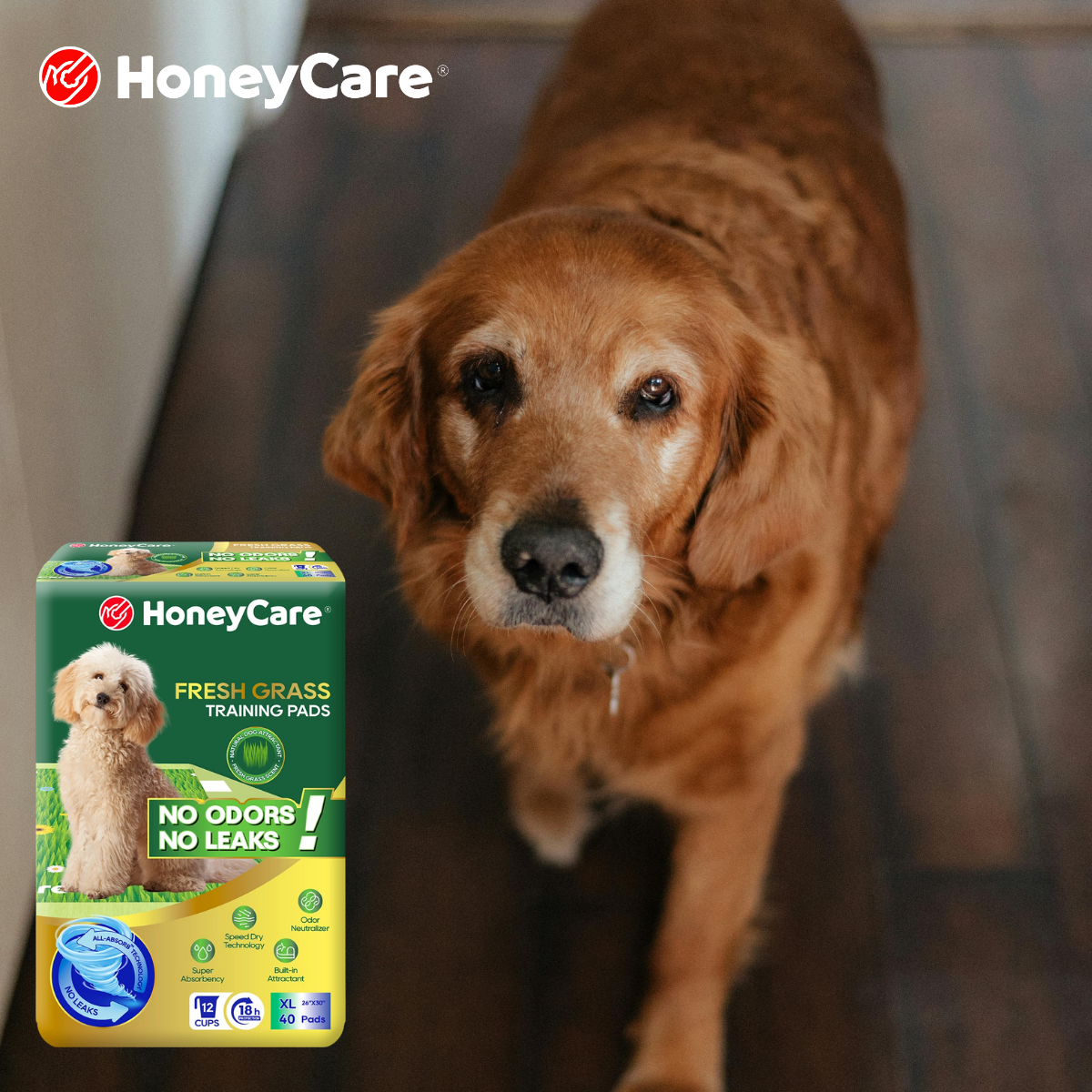 Disposable vs Washable Dog Pee Pads: The Shocking Truth