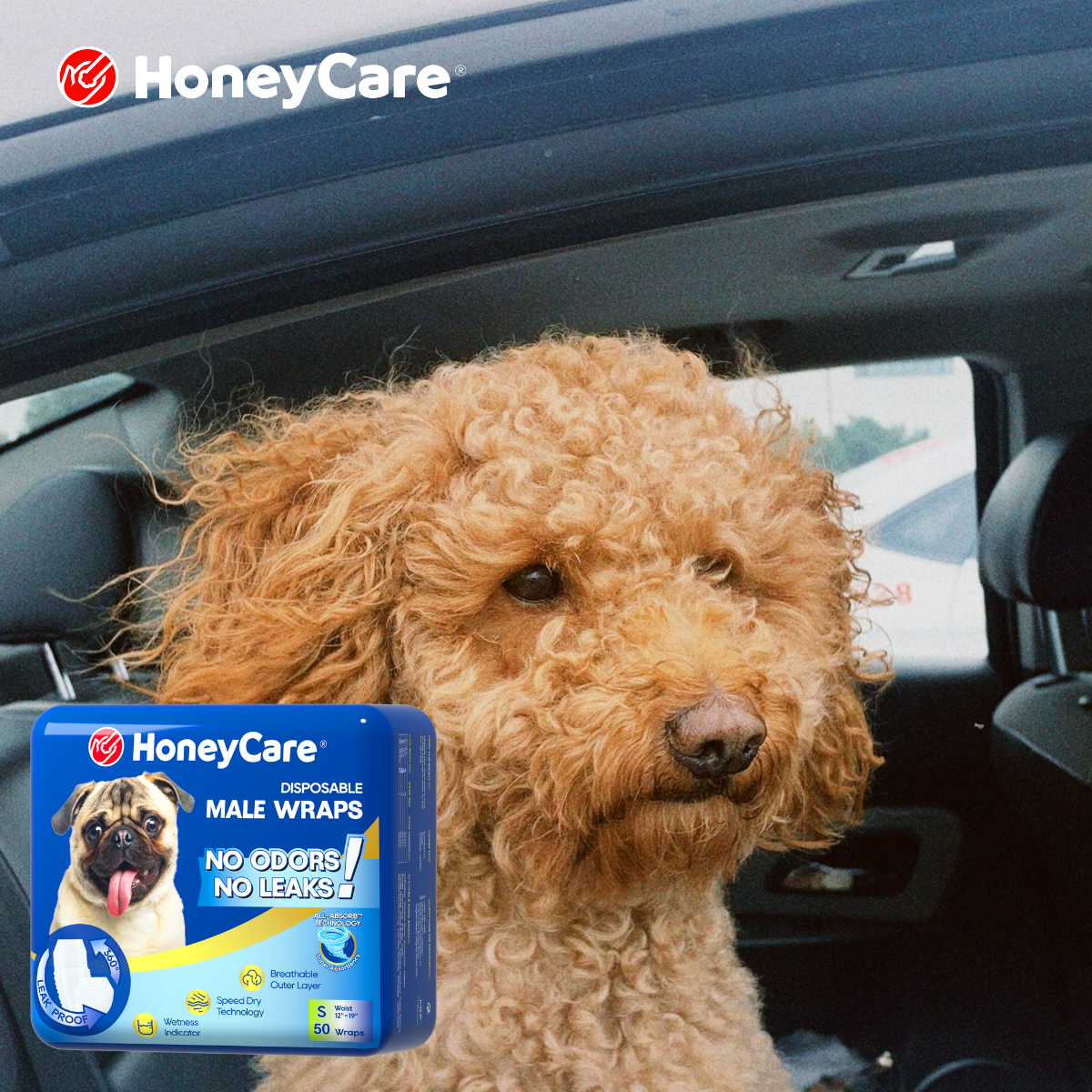 Senior Dog Incontinence: Complete 2026 Care Playbook