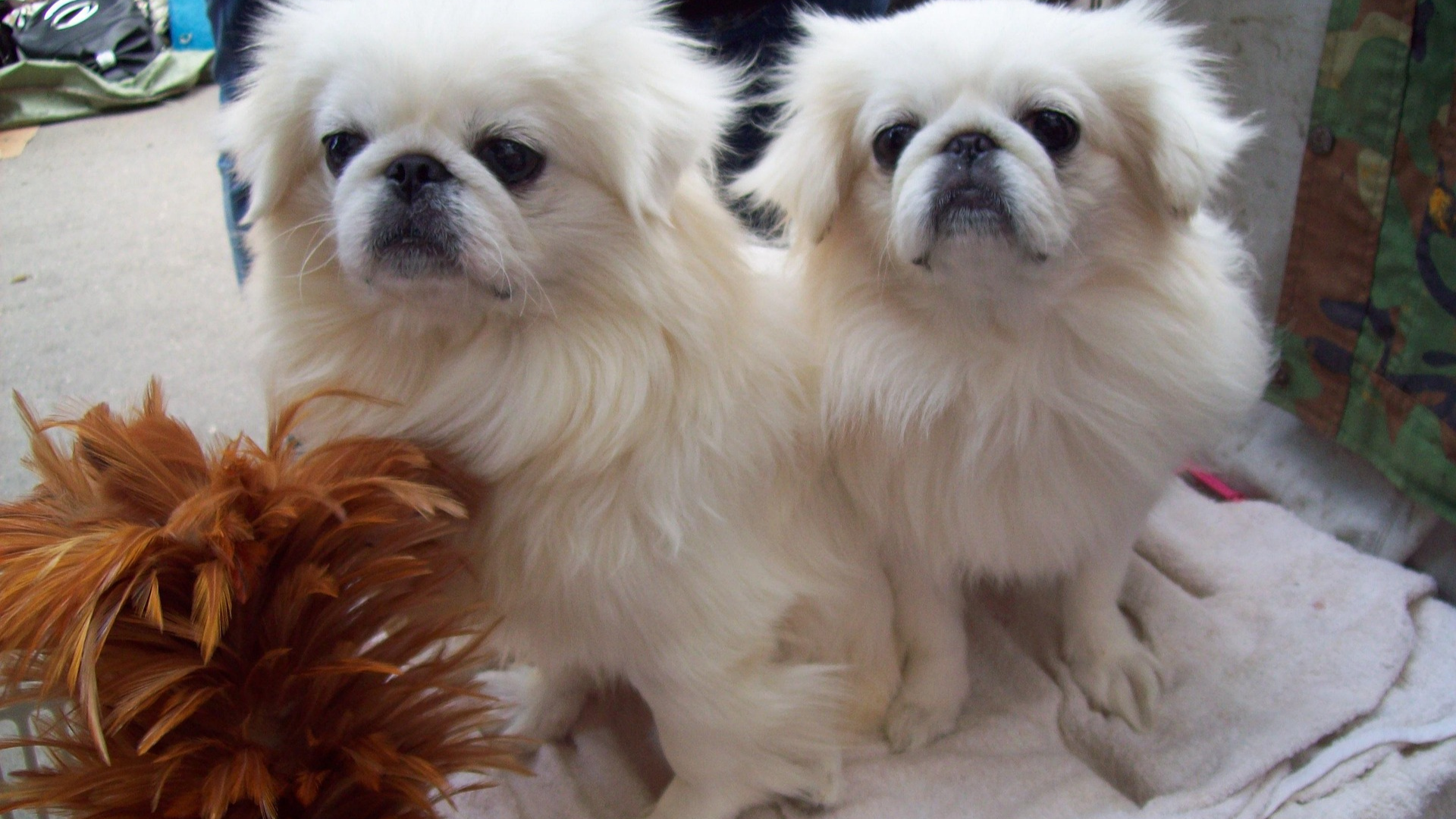 Traveling with Dogs: Diapers and Pads for Long Trips