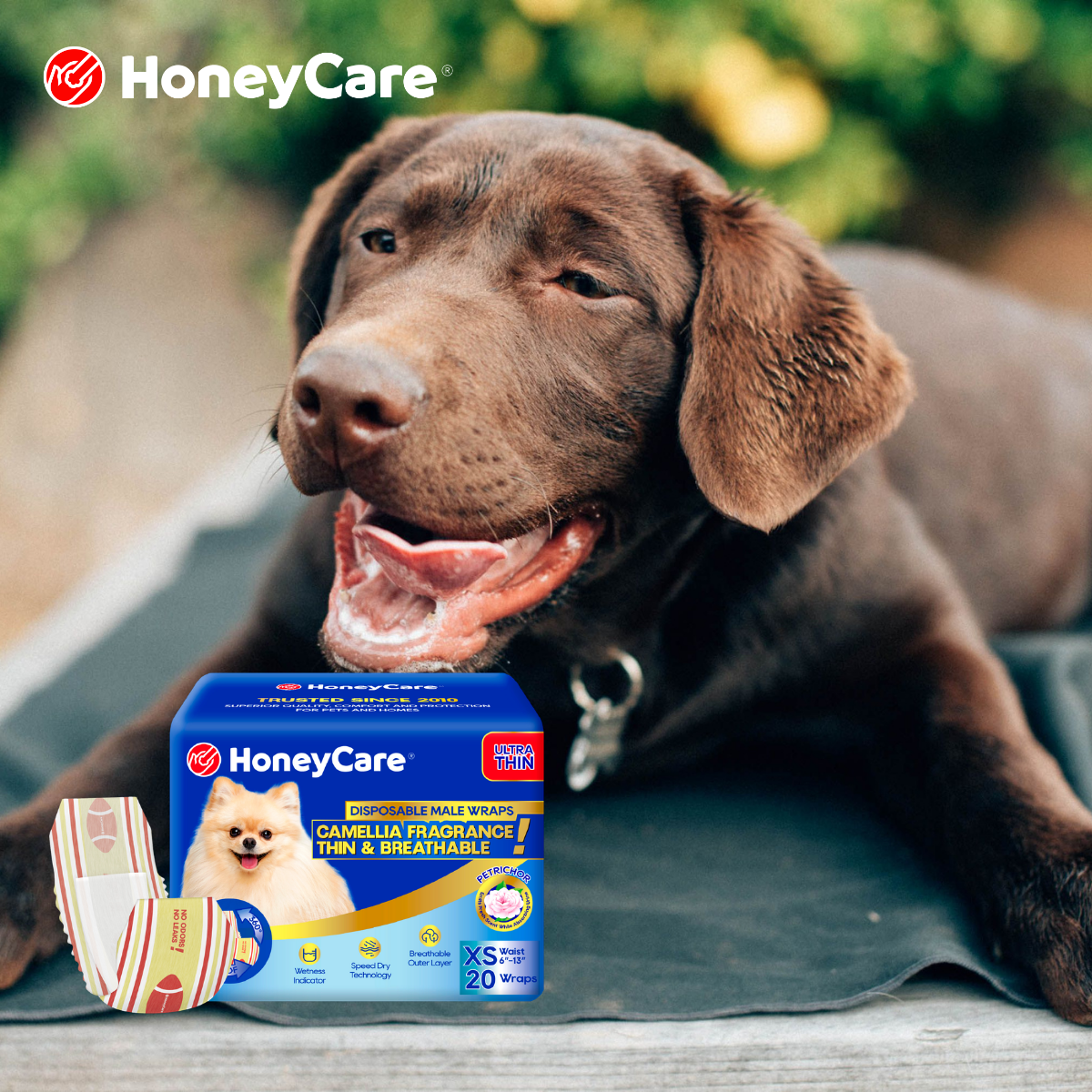 Senior Dog Plus New Puppy: Hygiene Ground Rules for a Mixed-Age Home