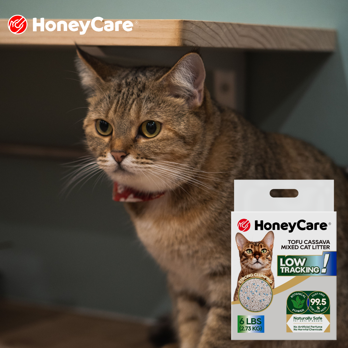 Plant-Based Cat Litter vs Traditional Cat Litter