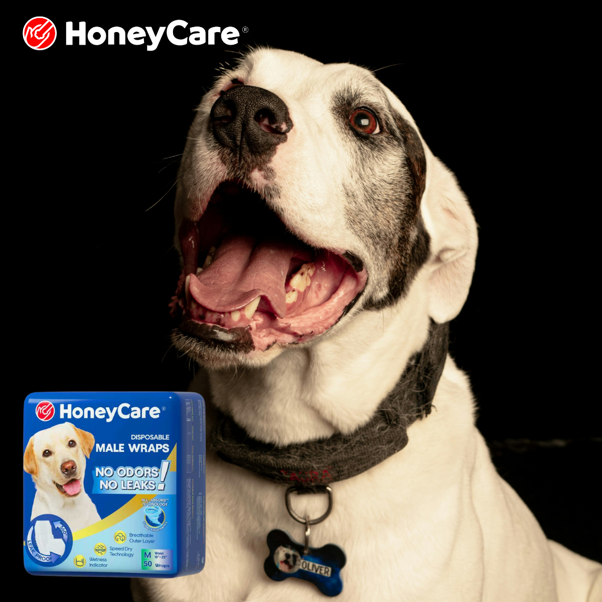 Keep Dog Diaper On: 7 Ultimate Stress-Free Hacks