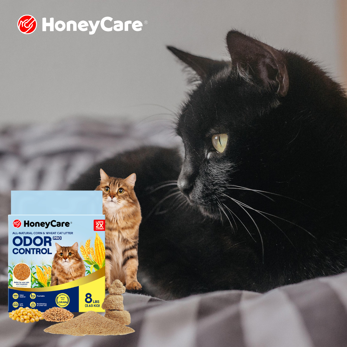 Low Dust Cat Litter for Cats With Asthma: Guide