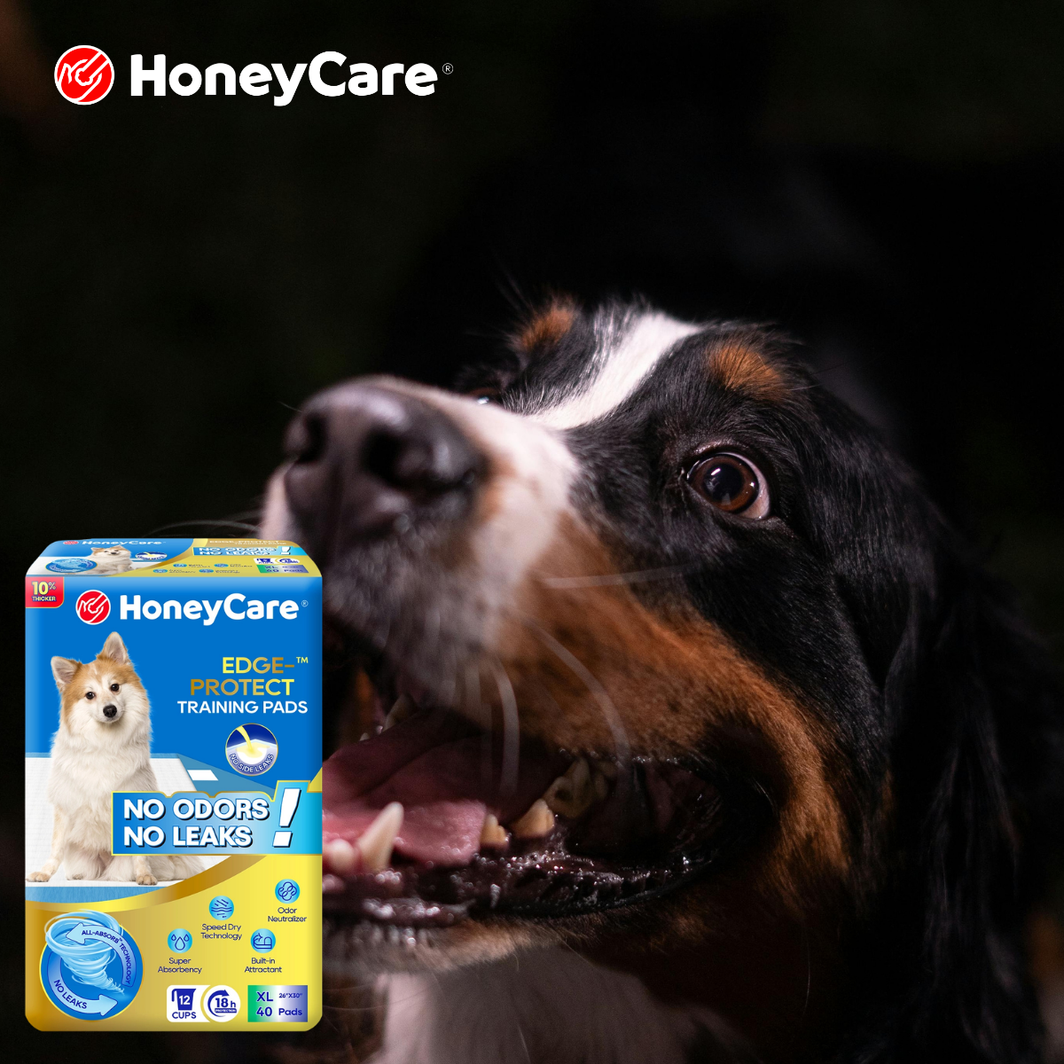 Pee Pads for Senior Dogs: Proven Steps to Stop Heartbreaking Messes