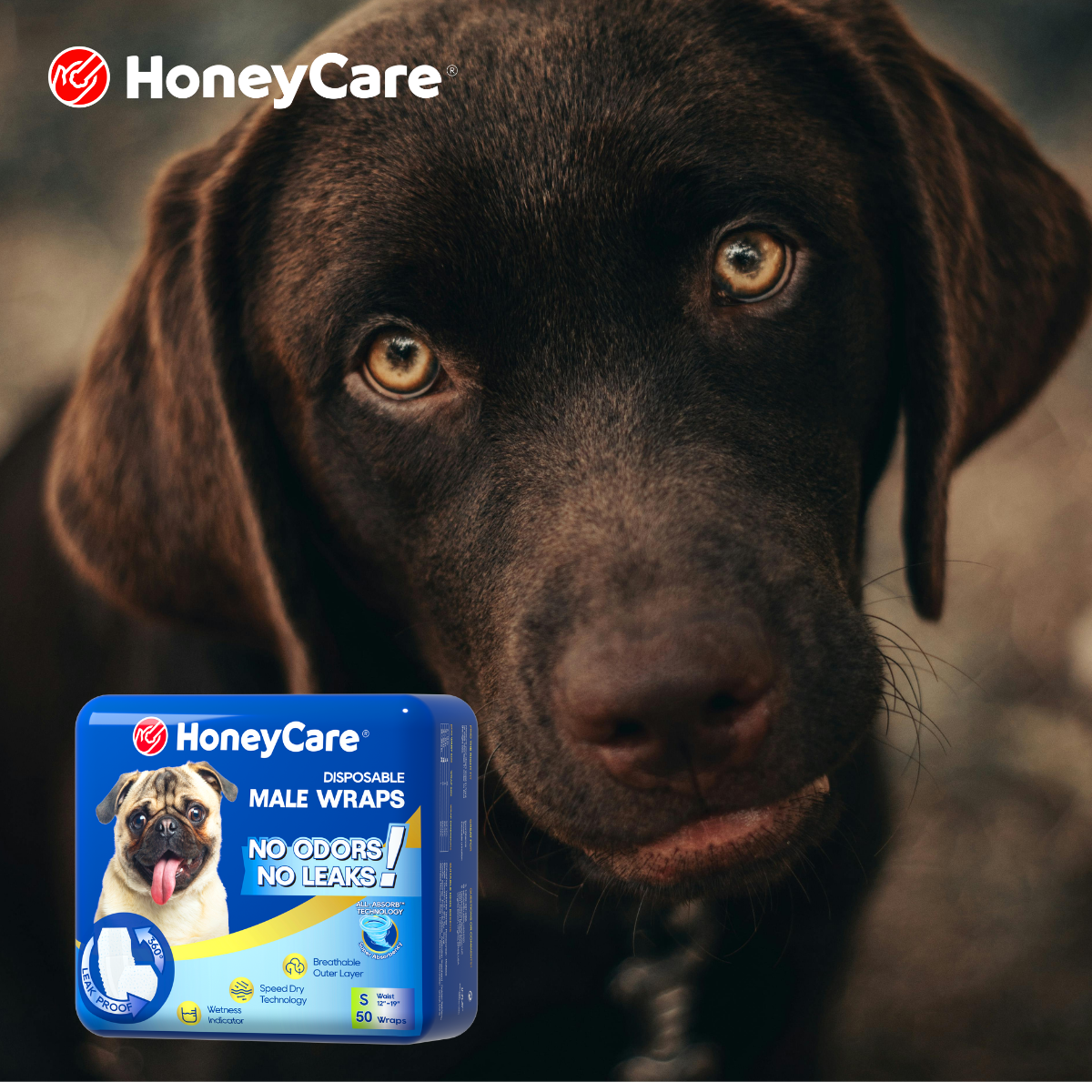 Male Dog Aggression Heat: When “Hormones” Stop Being an Excuse