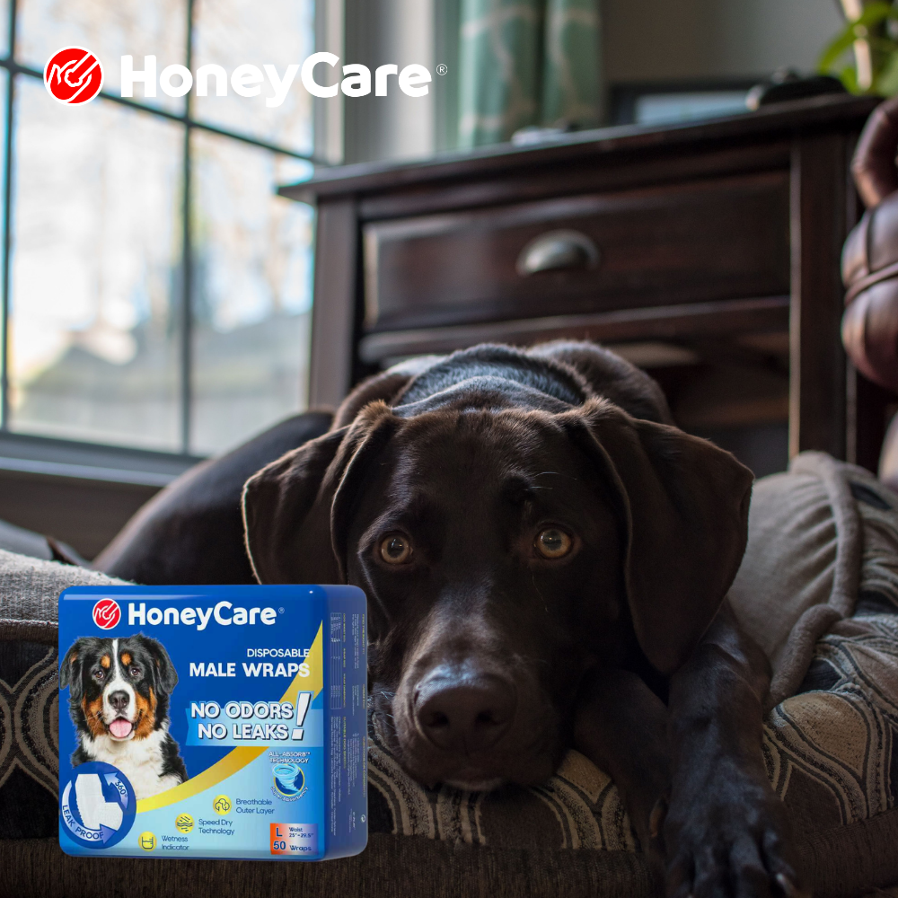 Scented vs Unscented Dog Diapers: Which Is Right for Your Dog?