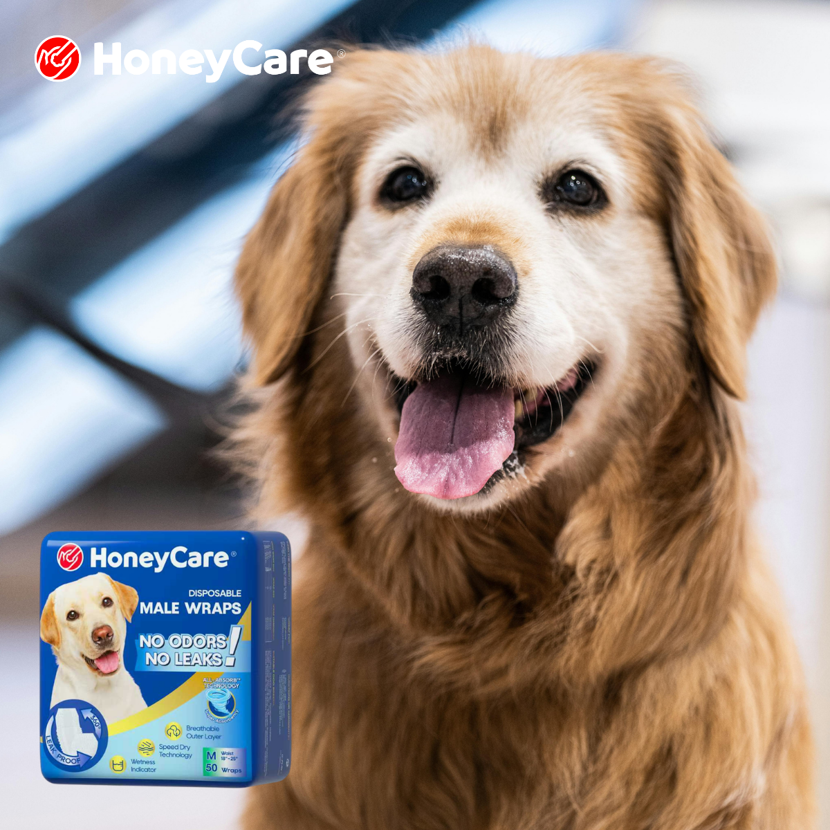 Can Dogs Poop in Diapers? 7 Shocking Facts You Must Know