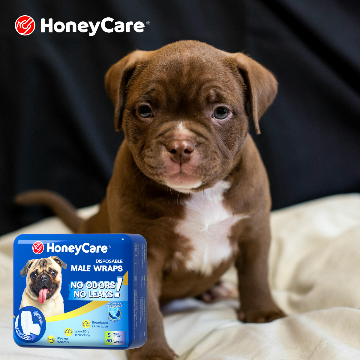 Overnight Dog Diaper Test: 12-Hour Leak Results for Seniors