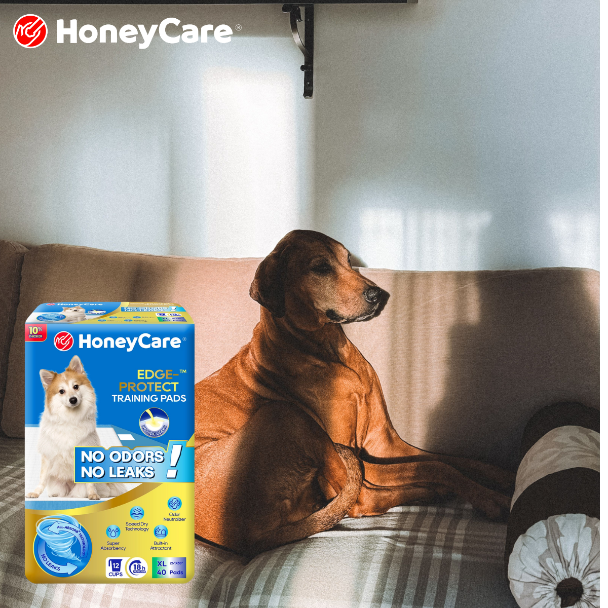 Managing Senior Dog Incontinence: The Ultimate Stress-Free Care Guide
