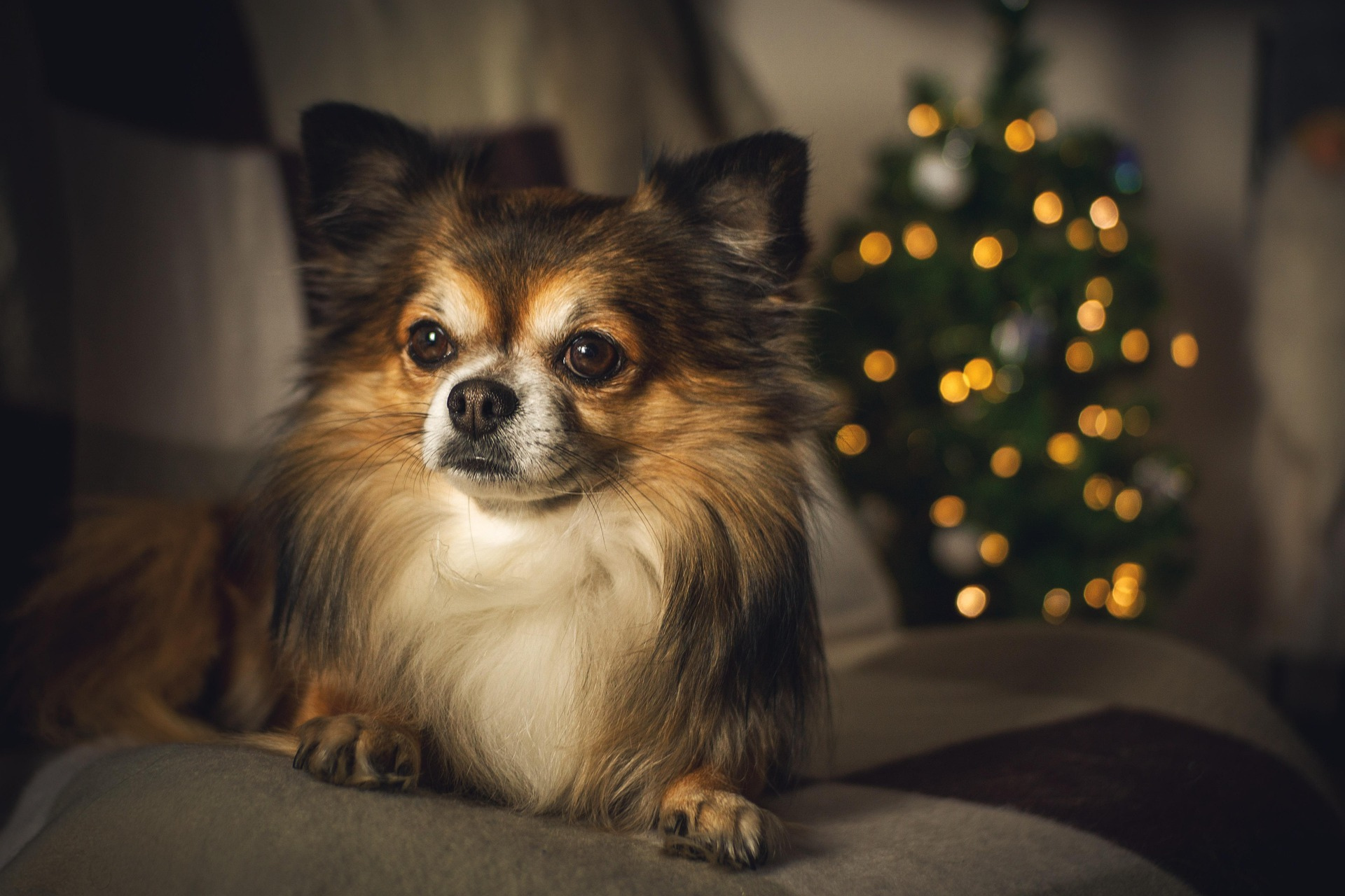 How to Care for Senior Dogs: Common Health Issues & Solutions