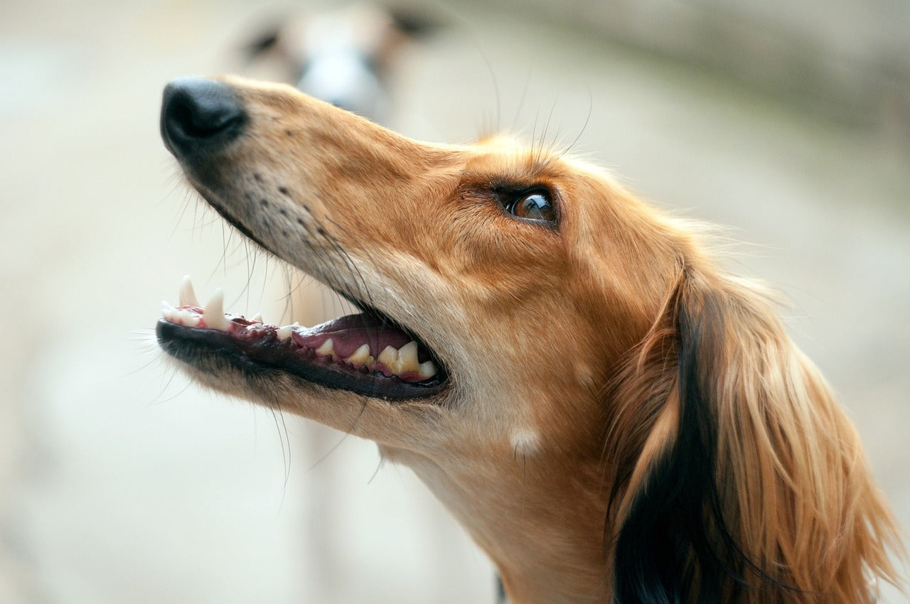 What Makes a "Leak-Proof" Wrap? The Engineering of a Dry Home