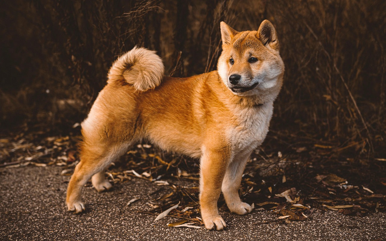 Modern Pet Parenting: Why Aesthetics and Home Design Matter