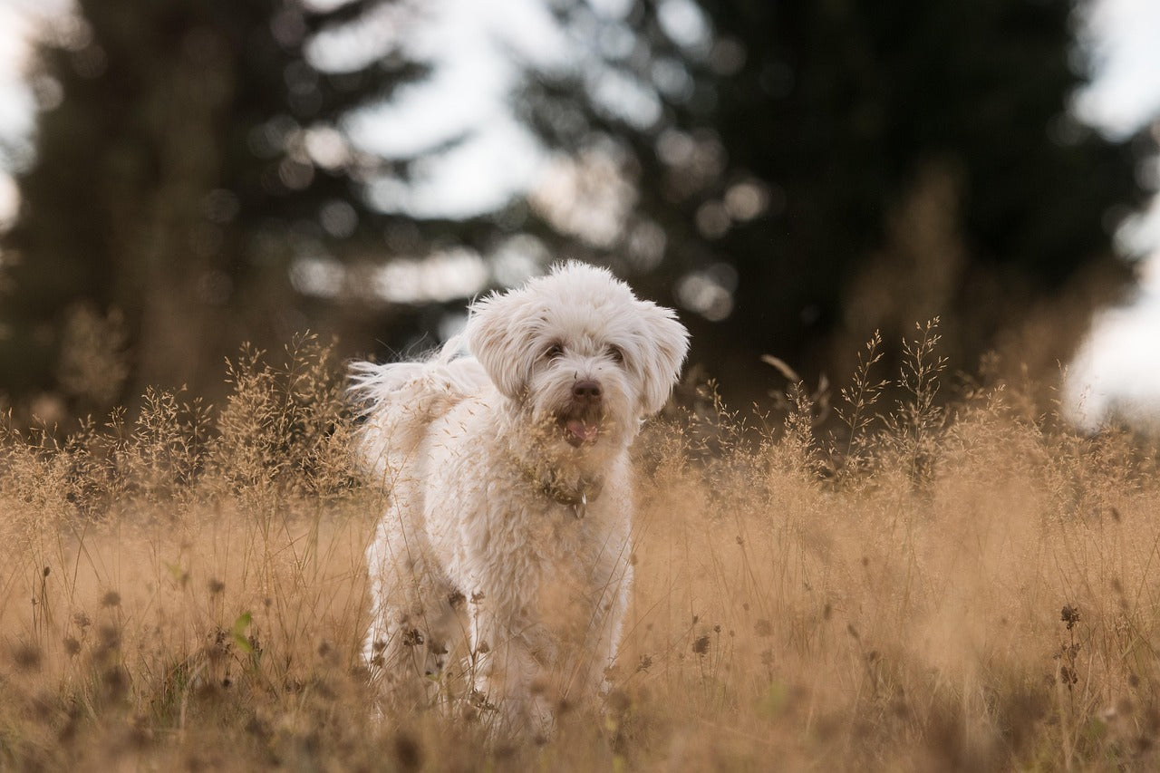 The "Happy Leak": Understanding Why Your Dog Pees When Excited