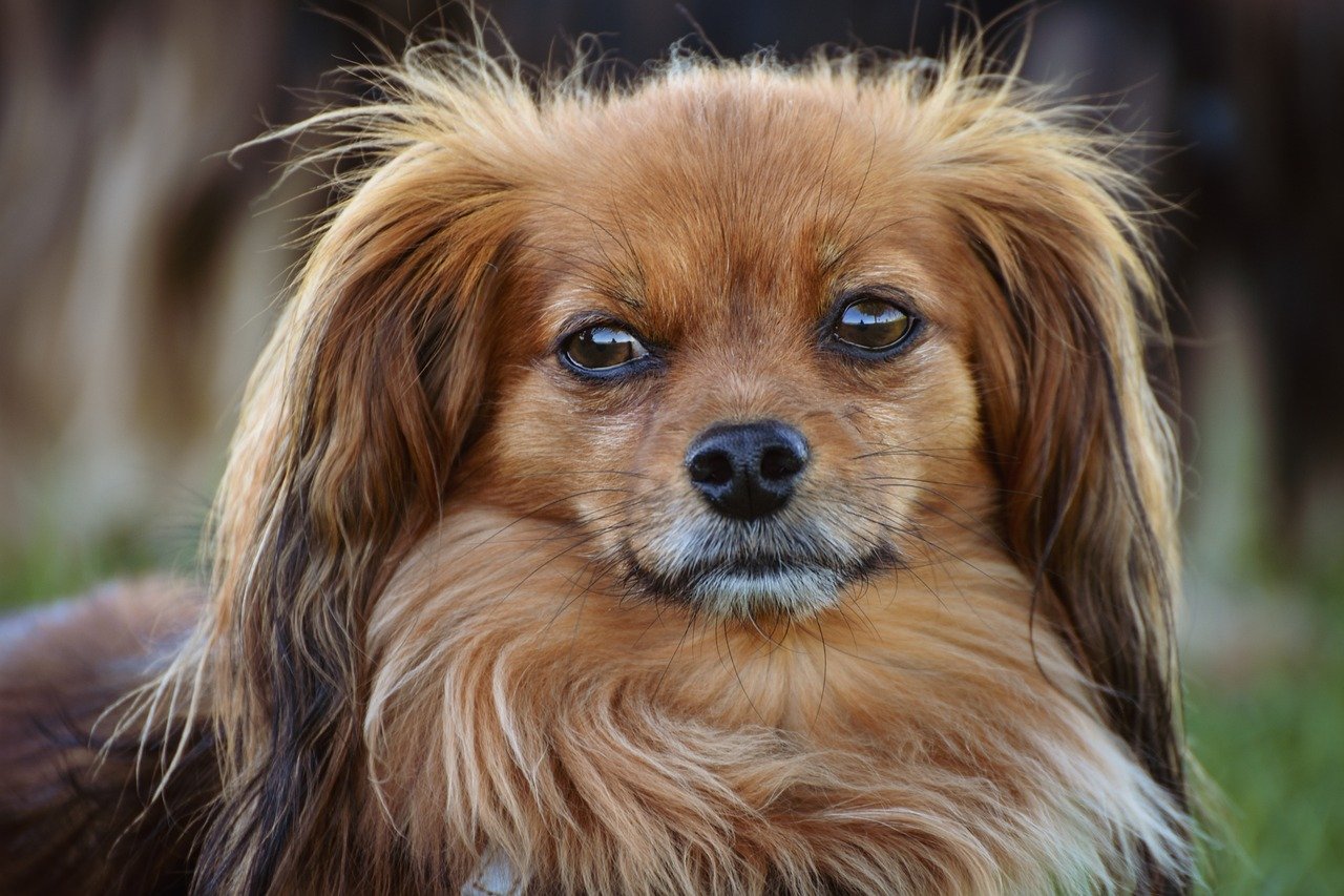 Stop Cross-Contamination: Why Your Laundry Room Isn't a Pet Sanitization Center