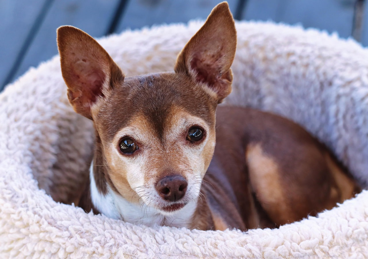 Is Your Dog Embarrassed? Why a Comfortable Wrap Changes Everything