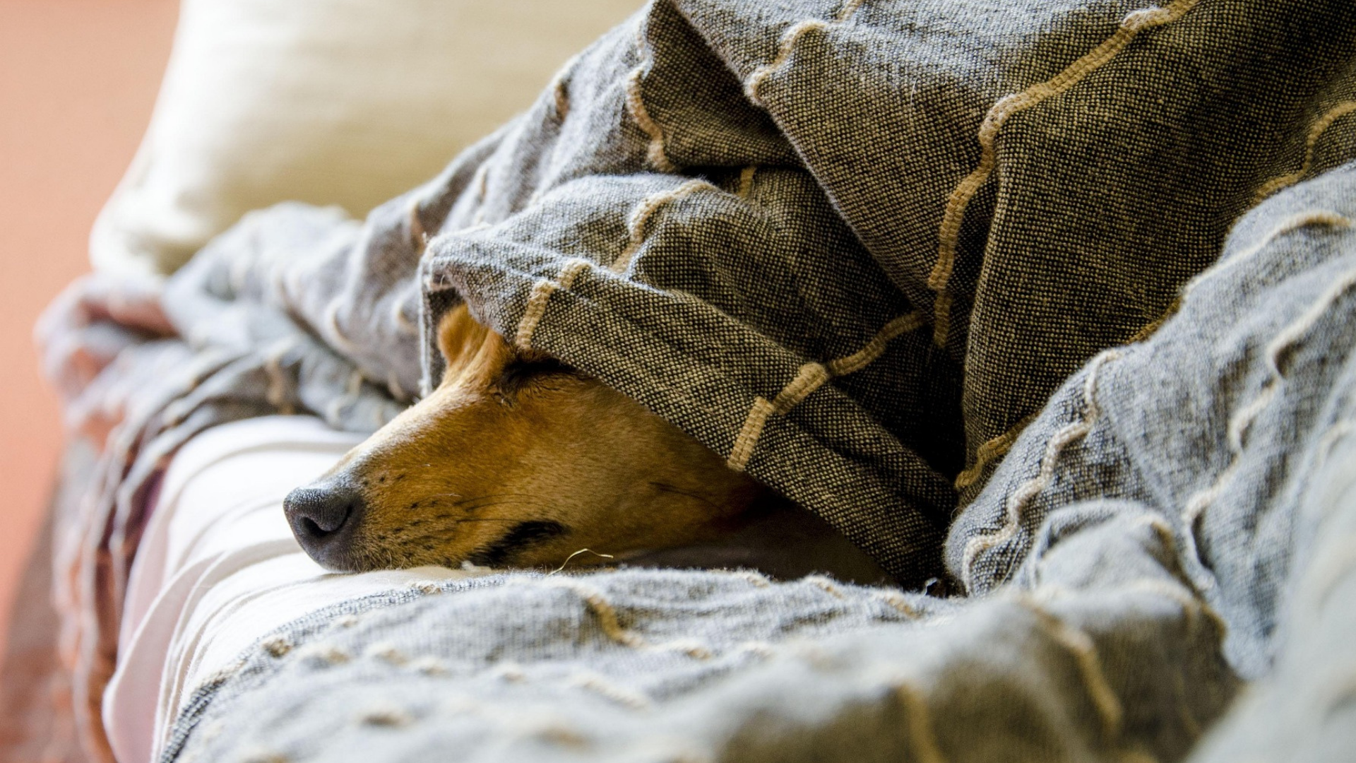 What’s the Best Potty Training Method for Apartment Dogs?