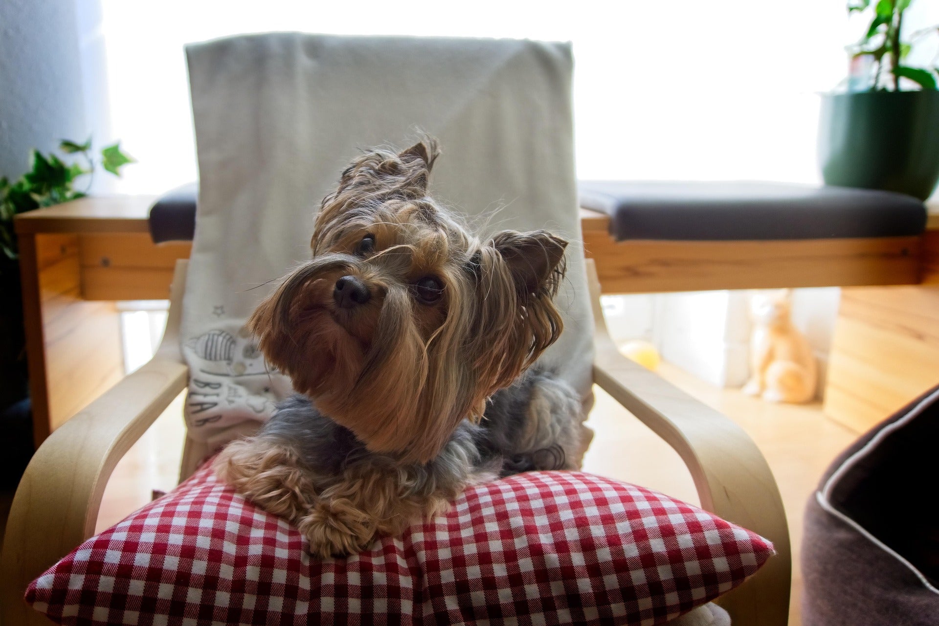 Pet-Friendly Home Setup: My Real Method for a Clean, Calm, Guest-Ready Home (2025 Guide)