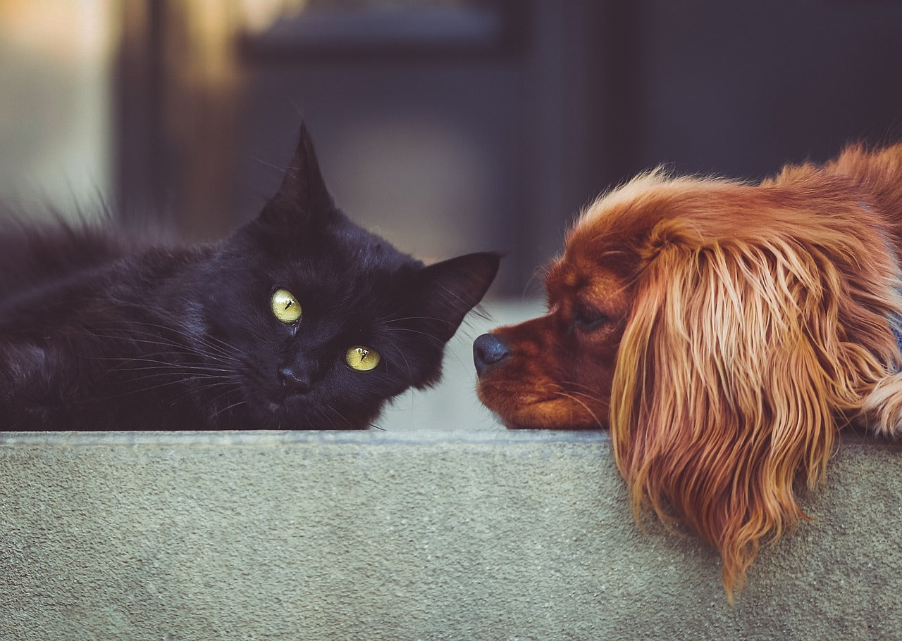 How to Manage Territorial Dogs & Marking Behavior: Training, Triggers, and Behavior Tips