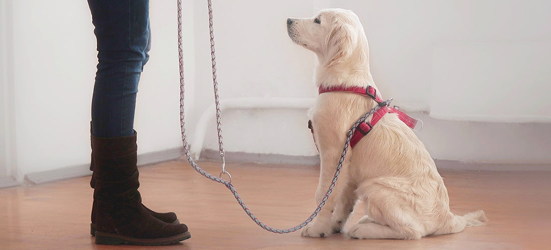 5 Essential Puppy Training Tips for New Dog Parents
