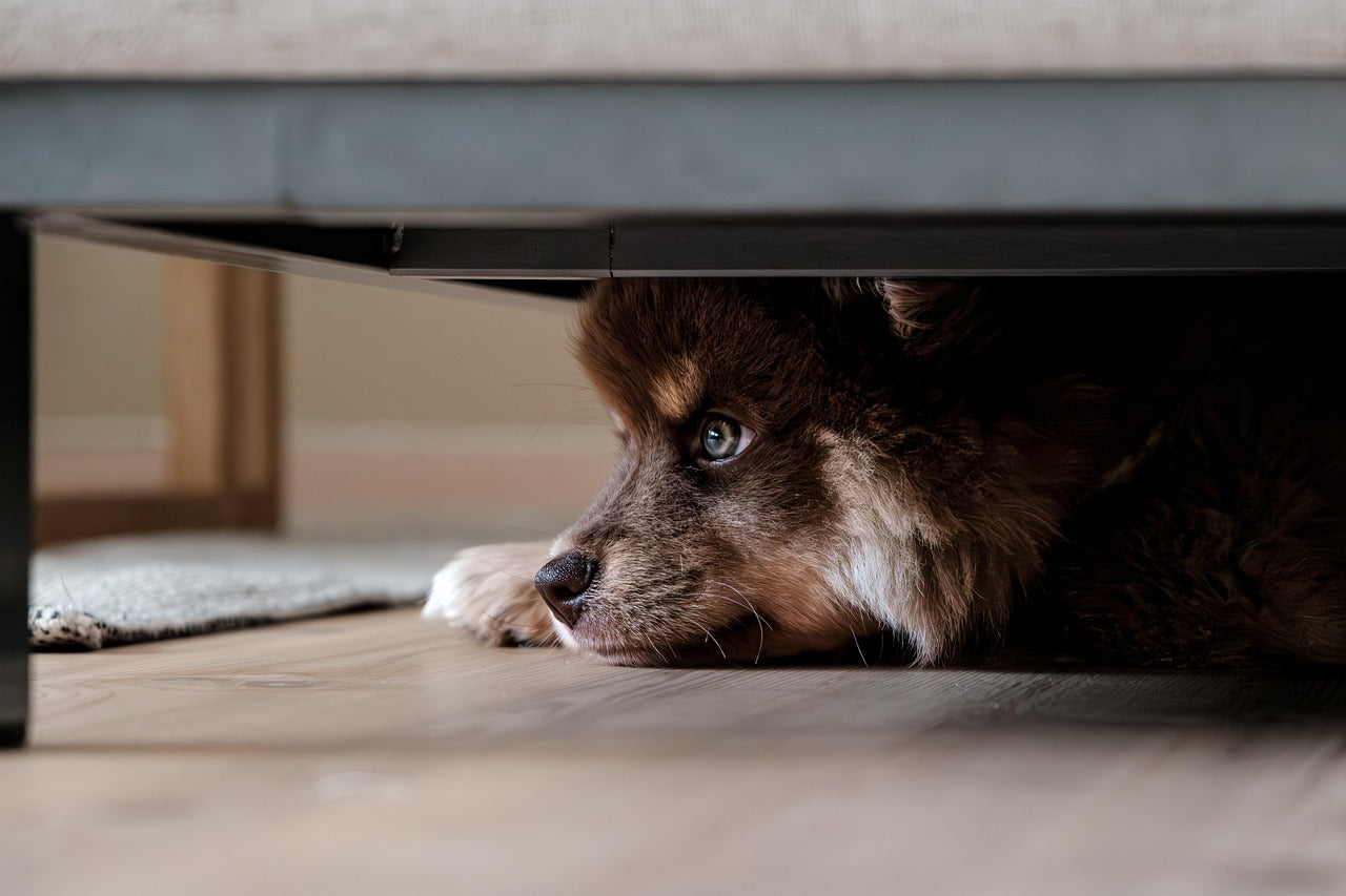 How to Build Consistent Potty Habits for Dogs in Apartments, Rentals, and Homes