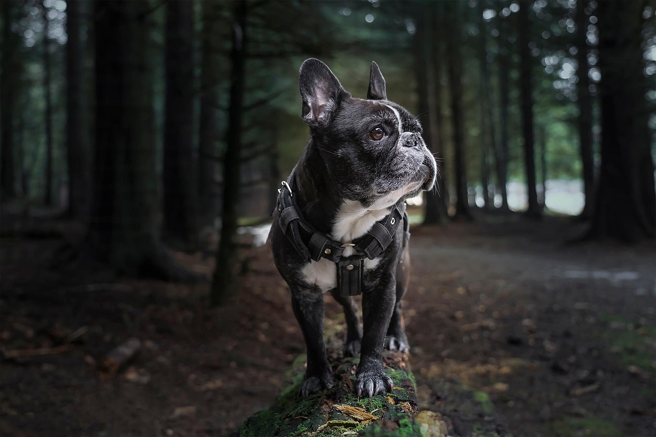 🐾 The Ultimate Guide to Disposable Dog Diapers