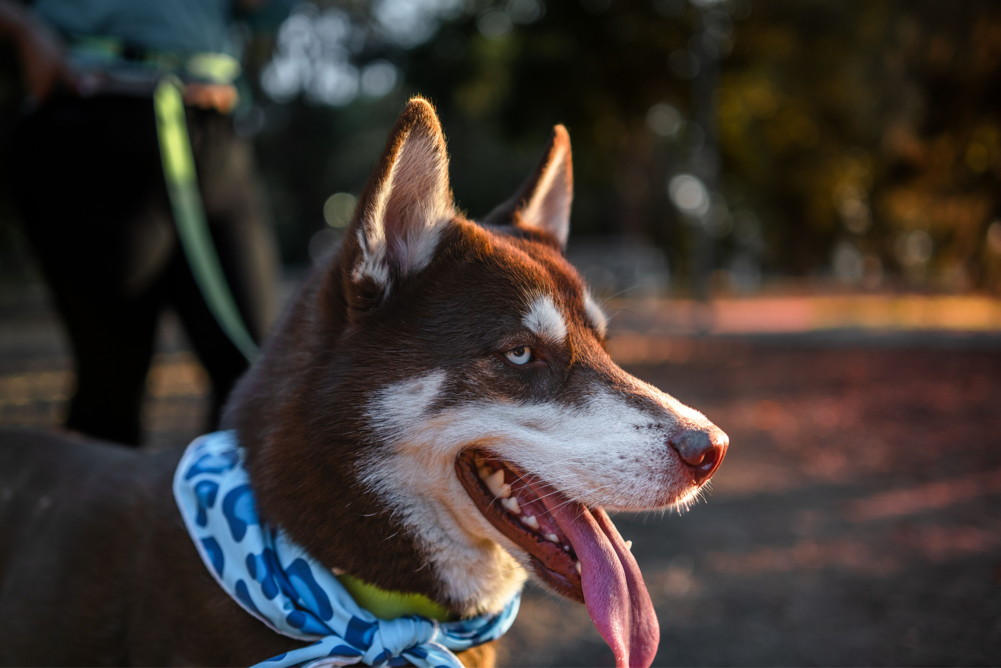 How to Prevent Heart Disease in Dogs: A Complete Guide for Pet Parents