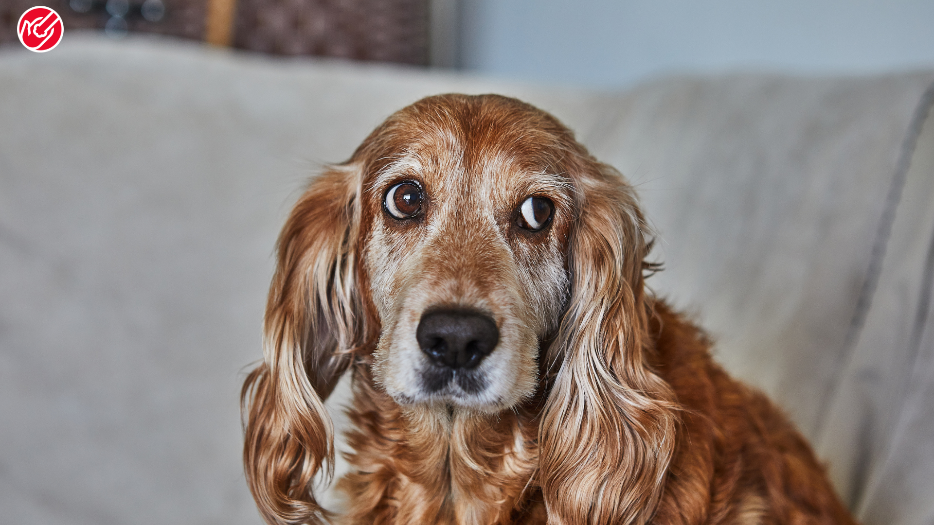 Dog Cancer in Senior Dogs: How to Recognize, Treat, and Care for Your Pet